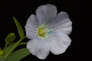 Lijnzaad 20090628_6171 03