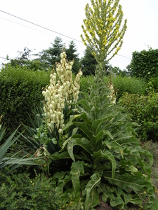 thuis 008