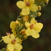 Verbascum densiflorum 20090627_6090 03
