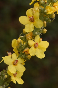 Verbascum densiflorum 20090627_6090 03