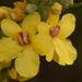 Verbascum densiflorum 20090627_6091 03