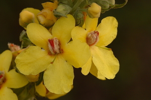 Verbascum densiflorum 20090627_6091 03