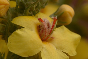 Verbascum densiflorum 20090627_6097 03