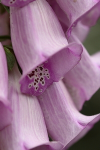 Vingerhoedsplant 20090607_5985 03
