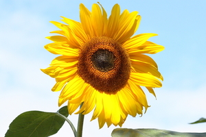 zonnebloem_1205