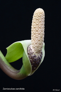 Zamioculcas 20090606_5820 04