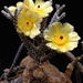 Pterocactus tuberosus 20090606_5812 04
