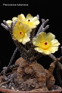 Pterocactus tuberosus 20090606_5812 04