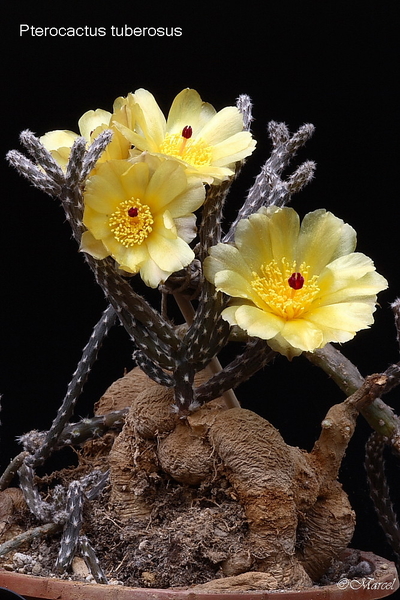 Pterocactus tuberosus 20090606_5812 04