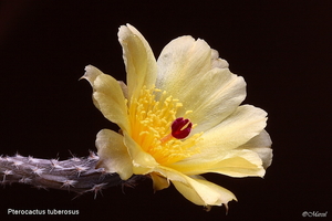 Pterocactus tuberosus 20090606_5788 04