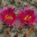 Mammillaria-crucigera_20120413MH1900-6