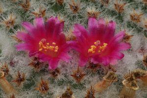 Mammillaria-crucigera_20120413MH1900-6