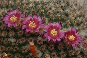 Mammillaria-crucigera_20120413MH1897-2
