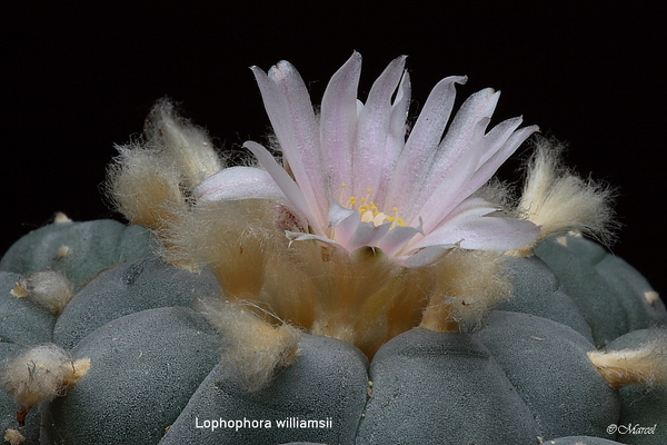 Lophophora williamsii 20090606_5846 04