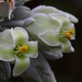 Kalanchoë thyrsiflora 20100318-105MH-03