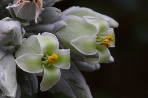 Kalanchoë thyrsiflora 20100318-105MH-03