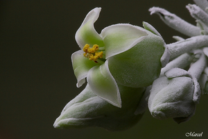 Kalanchoë thyrsiflora 20100318-101MH-03