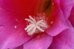 Epiphylum-20090607_5971-03