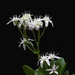 Crassula arborescens 20100125_MH9265-02