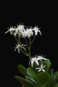 Crassula arborescens 20100125_MH9265-02