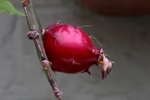 20100115_8693-02 Epiphyllum sp vrucht