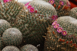 Mammillaria-crucigera_20120413MH1901-6