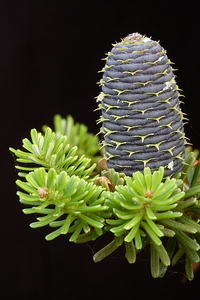 Picea 20090627_6084 03