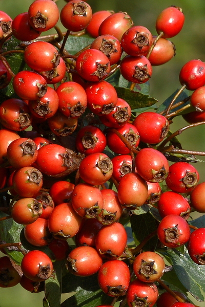 Meidoorn 20080816 MH_3217