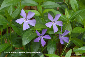 Vinca-minor-Kleine-maagdenpalm_MH20110414_030749-2Pl