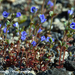 Veronica-praecox-Vroeg-ereprijs_MH20110402_030477-6Pl