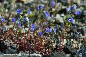 Veronica-praecox-Vroeg-ereprijs_MH20110402_030477-6Pl