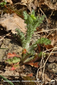 Senecio-vernalis-Oostelijk-kruiskruid_MH20110402_030430-06Pl