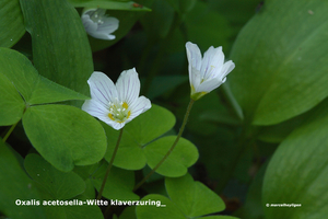 Oxalis-acetosella-Witte-klaverzuring_MH20110407_030735-6Pl