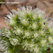 Petasites-album-Wit-hoefblad_MH20110402_030605-6Pl