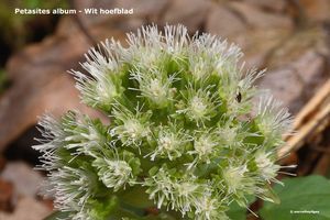 Petasites-album-Wit-hoefblad_MH20110402_030605-6Pl