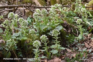 Petasites-album-Wit-hoefblad_MH20110402_030610-6Pl