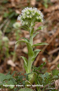 Petasites-album-Wit-hoefblad_MH20110402_030633-6Pl