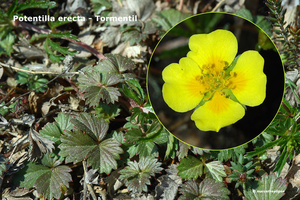 Potentilla-erecta-Tormentil_MH20110421_030924-6Pl