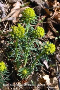 Euphorbia-cyparissias-Cipreswolfsmelk_MH20110402_030425-6Pl