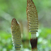 Equisetum-telmateia-Reuzenpaardenstaart_MH20110407_030702-6Pl