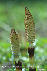 Equisetum-telmateia-Reuzenpaardenstaart_MH20110407_030702-6Pl
