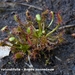 Drosera-rotundifolia-ronde-zonndauw_MH20110421_030950-6Pl
