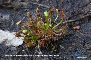 Drosera-rotundifolia-ronde-zonndauw_MH20110421_030950-6Pl