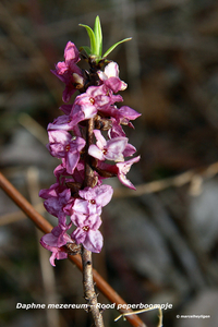 Daphne-mezereum-Rood-peperboompje_MH20110402_030595-6Pl