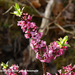 Daphne-mezereum-Rood-peperboompje_MH20110402_030590-6Pl