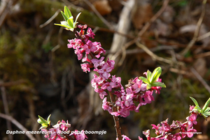 Daphne-mezereum-Rood-peperboompje_MH20110402_030590-6Pl
