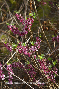 Daphne-mezereum-Rood-peperboompje_MH20110402_030588-6Pl