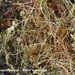 Cuscuta-epithymum-Klein-warkruid_MH20110421_030963-6Pl