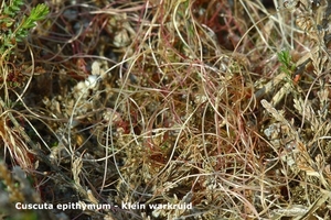 Cuscuta-epithymum-Klein-warkruid_MH20110421_030963-6Pl