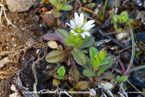 Cerastium-pumilum-SteenhoornbloemMH20110402_030522-6Pl